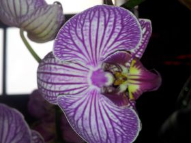 Purple flower in Pedasi, Azuero Peninsula, Panama – Best Places In The World To Retire – International Living