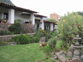 Dogs running at a house garden in Jocotepec – Best Places In The World To Retire – International Living