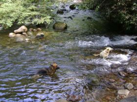 Dogs playing in the river at River Ranch Farms Panama – Best Places In The World To Retire – International Living