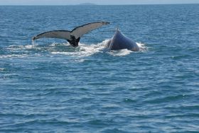 Anne Gordon Whale Watching Panama – Best Places In The World To Retire – International Living