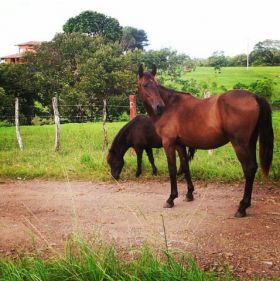 Horses at Equus Village, Pedasi Panama – Best Places In The World To Retire – International Living