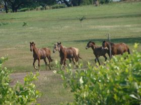 Horses at Equus Village Pedasi Panama – Best Places In The World To Retire – International Living