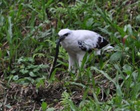 White eagle in Altos del Maria, Panama – Best Places In The World To Retire – International Living