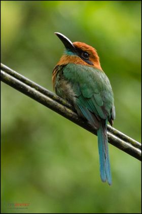 Motmot national bird Nicaragua bird watching San Juan Del Sur – Best Places In The World To Retire – International Living