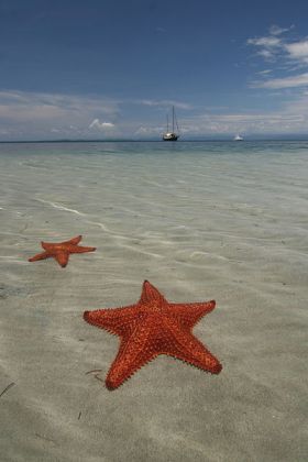 Sea_stars_at_Bocas_del_Toro,_Panama – Best Places In The World To Retire – International Living