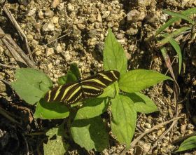 Belize Butterfly – Best Places In The World To Retire – International Living