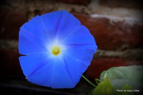 Blue Morning Glory in Mexico – Best Places In The World To Retire – International Living