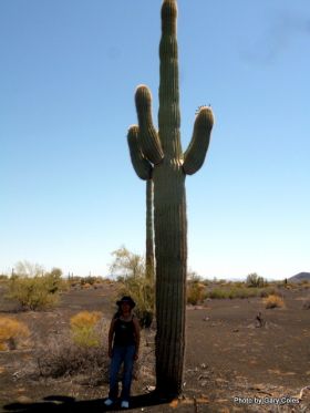 Giant Cactus in El Pinacate Reserve – Best Places In The World To Retire – International Living