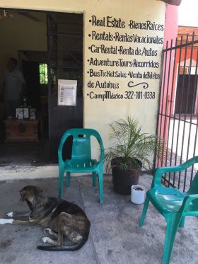 Dog in front of Galvan Real Estate, Lo de Marcos, Mexico – Best Places In The World To Retire – International Living