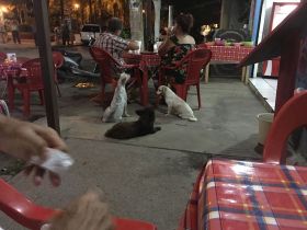 Dogs waiting for food outside restaurant in Lo de Marcos, Nayarit – Best Places In The World To Retire – International Living