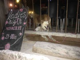 Lady's Night Tulum with Dog – Best Places In The World To Retire – International Living