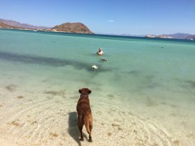 Man and dog at the Santispac, Baja California – Best Places In The World To Retire – International Living