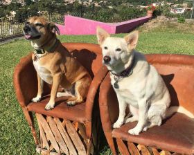 Two dogs sitting on Mexican chairs – Best Places In The World To Retire – International Living
