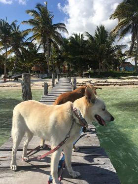 White and brown dogs on a pier in Mahahual, Mexico – Best Places In The World To Retire – International Living