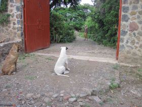 Dogs looking into a yard in Jocotepec – Best Places In The World To Retire – International Living
