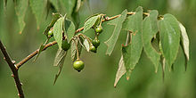 Muntingia_ or Panama berry fruit and branches – Best Places In The World To Retire – International Living