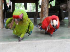 Birds at La Playita Resort, Pedasi, Panama – Best Places In The World To Retire – International Living
