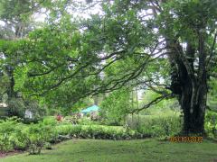 Back yard in El Valle de Anton, Panama – Best Places In The World To Retire – International Living