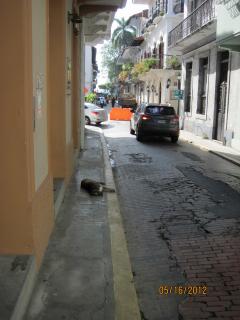 Dog in the street in Casco Viejo, Panama – Best Places In The World To Retire – International Living