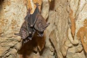 Bats seen  while spelunking, Bocas del Toro, Panama – Best Places In The World To Retire – International Living