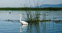 Bird on Lake Chapala, Mexico – Best Places In The World To Retire – International Living