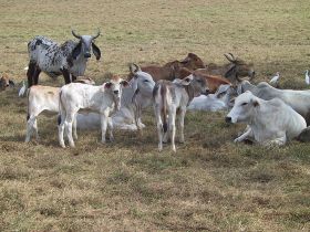 Brahman cattle on the Pacific side of Central America – Best Places In The World To Retire – International Living