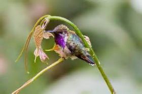 Bumblebee hummingbird found in Minta, Veracruz, Mexico – Best Places In The World To Retire – International Living