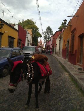 Burro on a street in San Miguel de Allende, Mexico – Best Places In The World To Retire – International Living