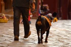 Dog with a toy cowboy on its jacket, San Miguel de Allende, Mexico – Best Places In The World To Retire – International Living