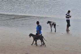 Dogs on the beach in Nicaragua – Best Places In The World To Retire – International Living