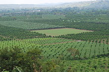 Fields in Cazones, Veracruz, Mexico – Best Places In The World To Retire – International Living