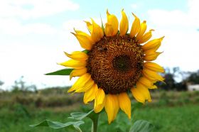 girasol, sunflower, Nicaragua – Best Places In The World To Retire – International Living