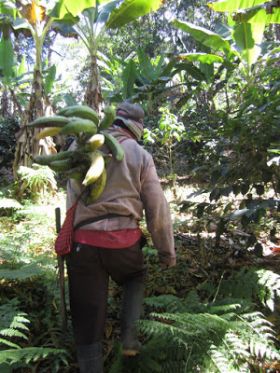 Harvesting plantanos at Finca Cazador, a self-sustaining community, Cerro Punta, Panama – Best Places In The World To Retire – International Living