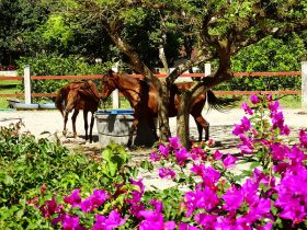 horse and bouganvillia in El Valle, Panama – Best Places In The World To Retire – International Living