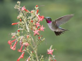 Hummingbird – Best Places In The World To Retire – International Living