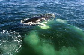 humpback whale – Best Places In The World To Retire – International Living