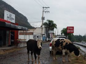 Iron Horse Bar with cows grazing, Ajijic, Mexico – Best Places In The World To Retire – International Living