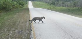 Juguar crossing the road on the Hummingbird Highway, Belize – Best Places In The World To Retire – International Living