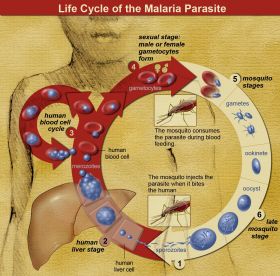 Life_Cycle_of_the_Malaria_Parasite – Best Places In The World To Retire – International Living
