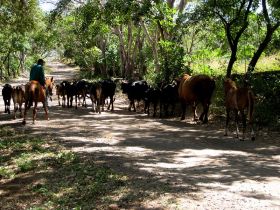 Ometepe cattle drive, Nicaragua – Best Places In The World To Retire – International Living