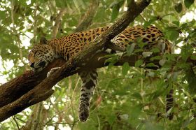 jaguar in tree, Belize  – Best Places In The World To Retire – International Living