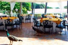 Peacocks walking the terrace at Hotel Villa Montecarlo, Chapala, Mexico – Best Places In The World To Retire – International Living