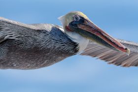 Pelican  in San Jose del Cabo bird sanctuary, Mexico – Best Places In The World To Retire – International Living