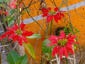 Poinsettia blooming in Mexico – Best Places In The World To Retire – International Living