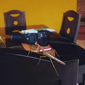 Praying mantis visiting Elisha MacKay's patio, San Juan del Sur, Nicaragua  – Best Places In The World To Retire – International Living