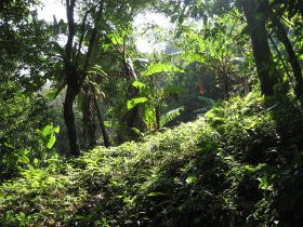 Rain forest, Panama – Best Places In The World To Retire – International Living