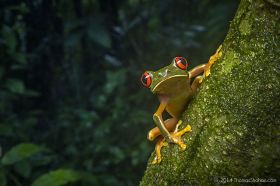 red-eyed tree frog, Belize – Best Places In The World To Retire – International Living