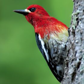  Red-breasted sapsucker – Best Places In The World To Retire – International Living