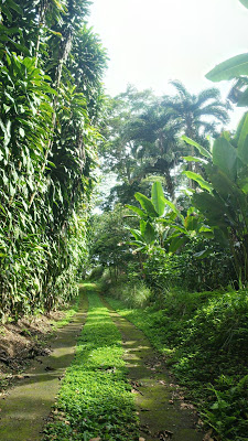 Road of off the grid living at Finca Cazador, Panama – Best Places In The World To Retire – International Living