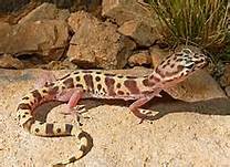 Western banded gecko found in northwest Mexico – Best Places In The World To Retire – International Living